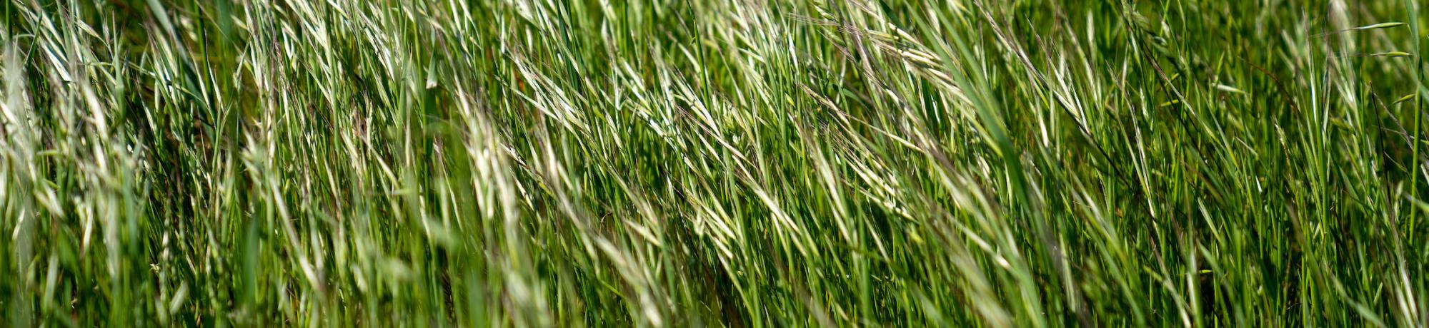 A green field.