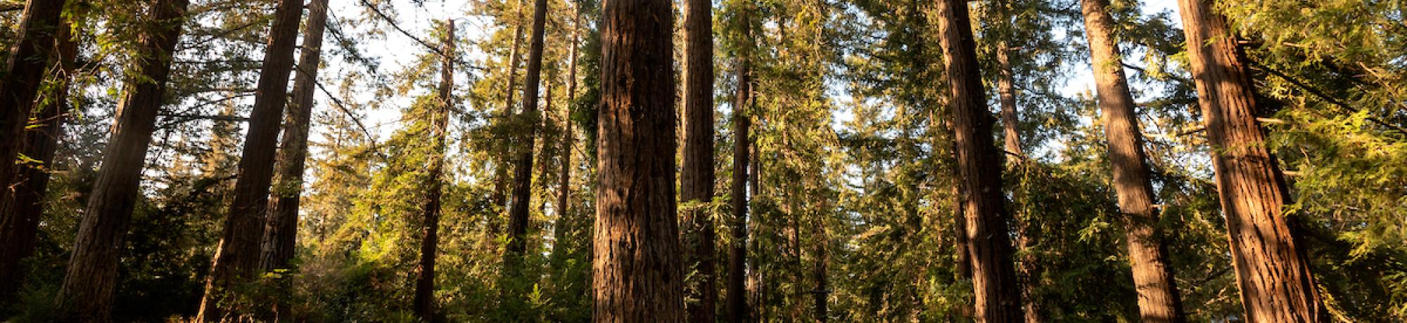 Redwood trees in UC Davis Arboreteum.