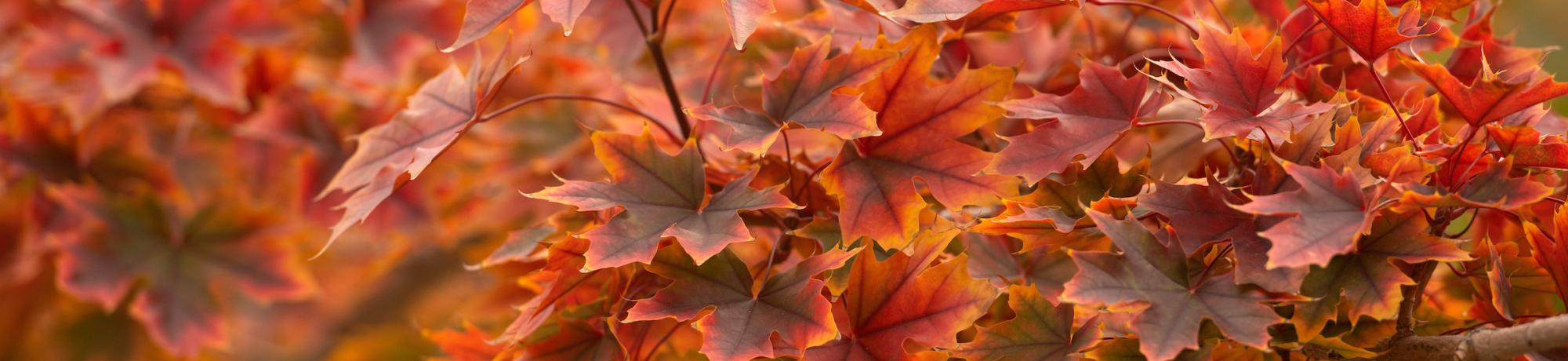 A close-up shot of orange leaves.