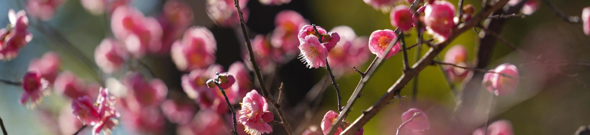 A close-up of budding pink flowers.