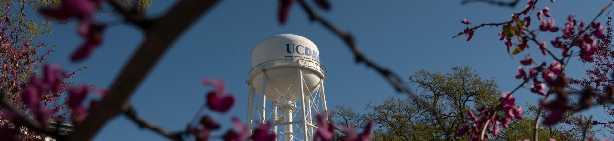 The UC Davis water tower, surrounded by pink blossoms.