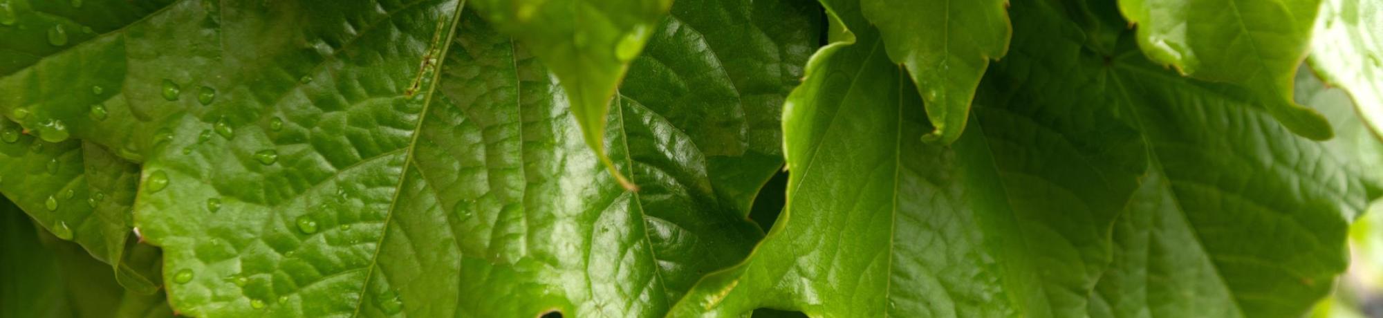 A close-up shot of green leaves.