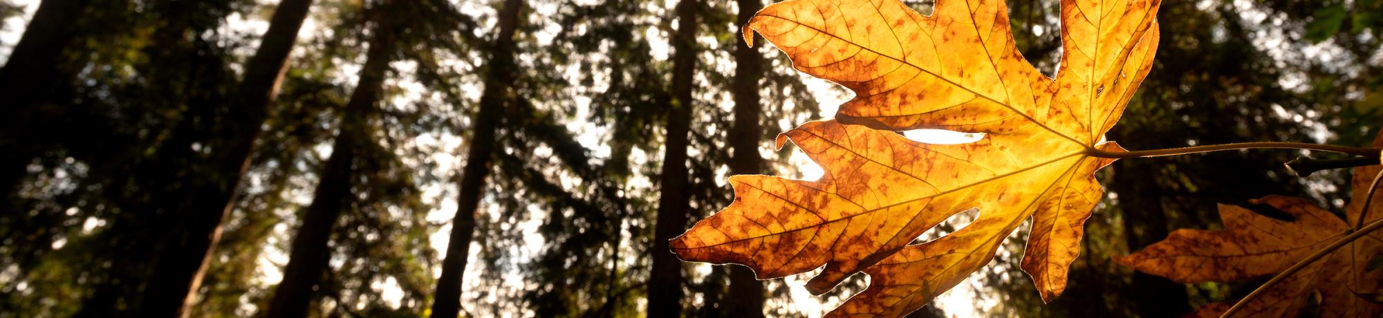 A close-up of a yellow leaf in front of trees.